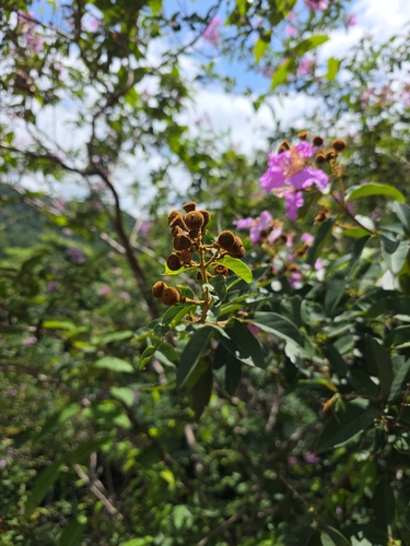 Noei's Crape-myrtle