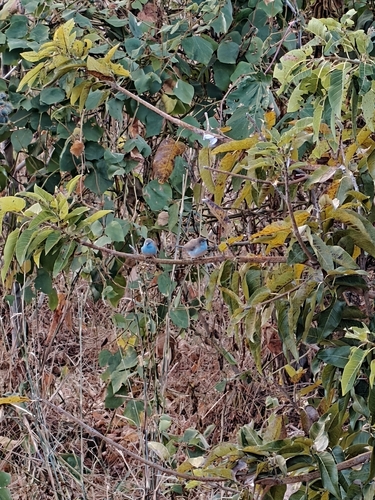 Southern Cordonbleu