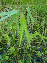 Sagittaria
