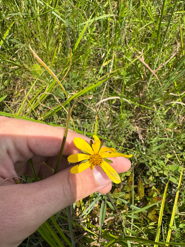 Bidens mitis, photograph 3