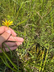 Bidens mitis, photograph author not stated, no rights reserved