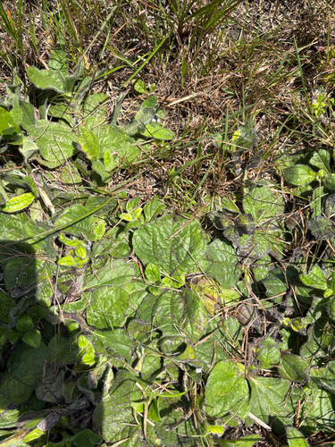 Helianthus radula, photograph 4