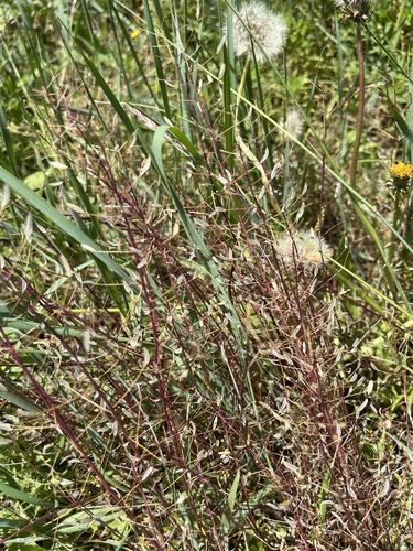 Draba nemorosa observed 2026-07-24