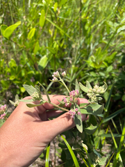 Pluchea baccharis, photograph author not stated, no rights reserved