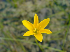 Zephyranthes pulchella