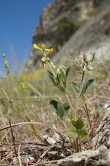 Trigonella spruneriana