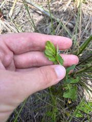 Hypericum myrtifolium, photograph author not stated, no rights reserved