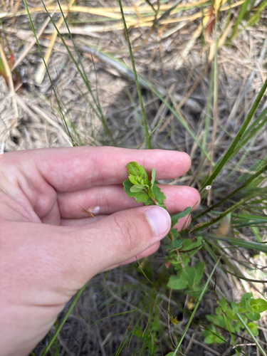 Hypericum myrtifolium, photograph 5