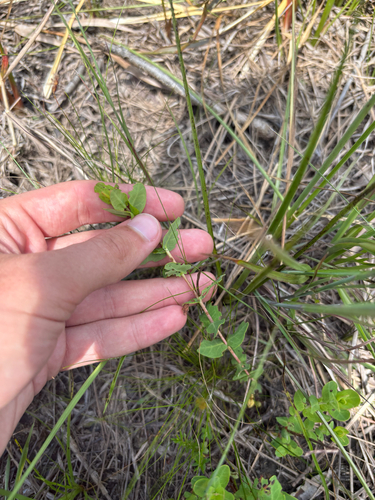 Hypericum myrtifolium, photograph 4