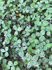 Trifolium repens