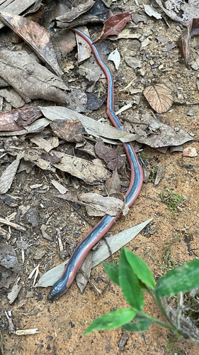 Crenn’s skink, Flexiseps crenni