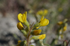 Trigonella spruneriana