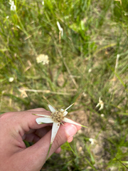 Rhynchospora latifolia, photograph author not stated, no rights reserved