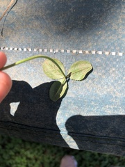 Trifolium repens