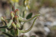 Trigonella spruneriana