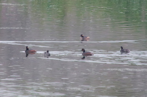 iNaturalist image