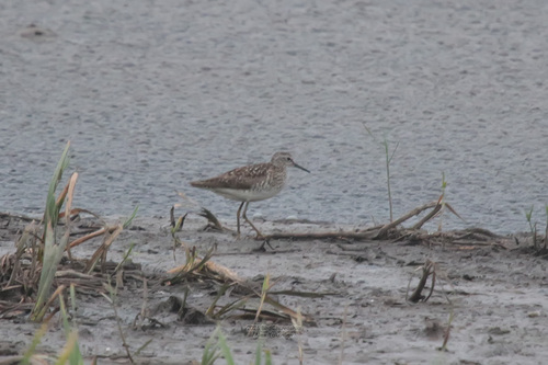 iNaturalist image