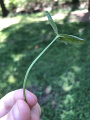 Trifolium repens