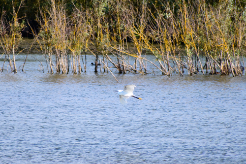iNaturalist image