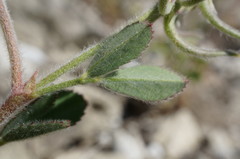 Trigonella spruneriana