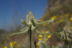 Trigonella spruneriana