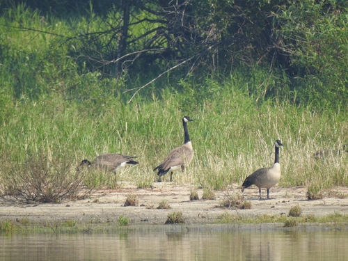 Canada Goose