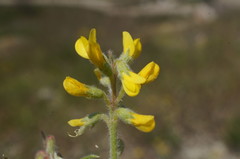 Trigonella spruneriana