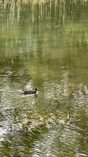 iNaturalist image