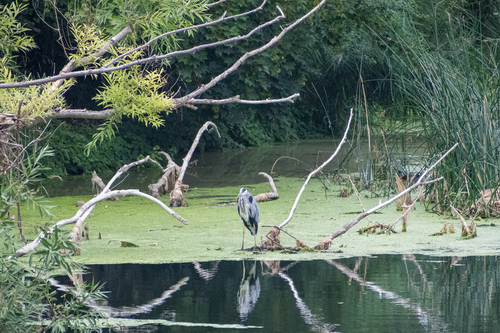 iNaturalist: (c) jammbirds, some rights reserved (CC BY-NC) iNaturalist image