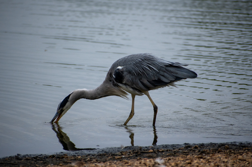 iNaturalist image