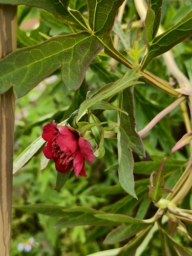 Paeonia delavayi observed 2026-07-27