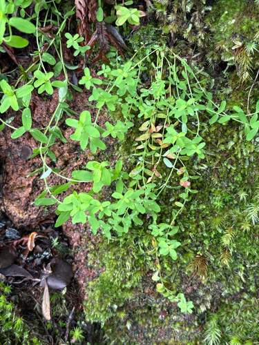 Hypericum parvulum observed 2026-07-26