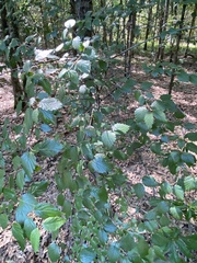 Viburnum scabrellum