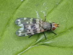 Otites centralis