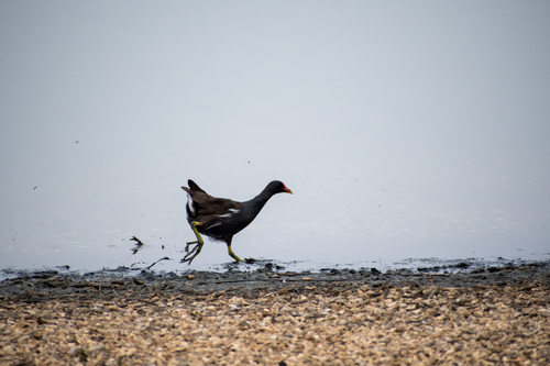 iNaturalist image