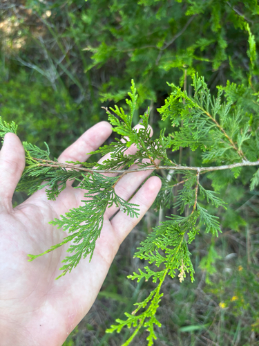Chamaecyparis thyoides, photograph 6