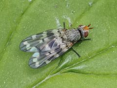 Otites centralis