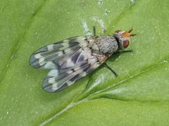 Otites centralis