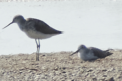 iNaturalist image