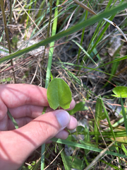 author not stated, no rights reserved Centella erecta, photograph author not stated, no rights reserved