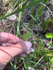 author not stated, no rights reserved Centella erecta, photograph author not stated, no rights reserved