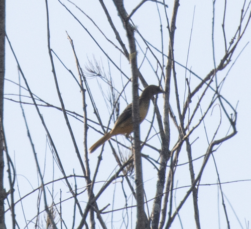 Yellow-breasted Bowerbird (Chlamydera lauterbachi)