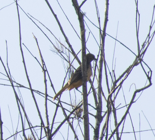 Yellow-breasted Bowerbird (Chlamydera lauterbachi), photo 7
