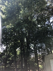 Acer rubrum