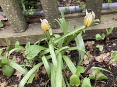 Tulipa urumiensis