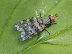 Otites centralis