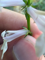 Lobelia floridana, photograph author not stated, no rights reserved