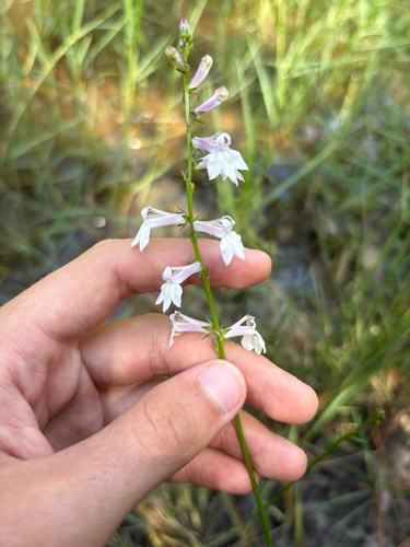 Lobelia floridana, photograph 1