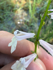 Lobelia floridana, photograph author not stated, no rights reserved