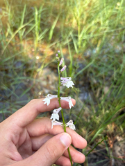 Lobelia floridana, photograph author not stated, no rights reserved